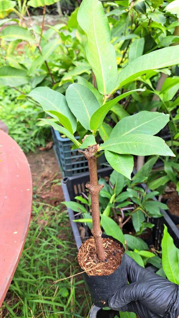 Cây giống mận hồng đào đá