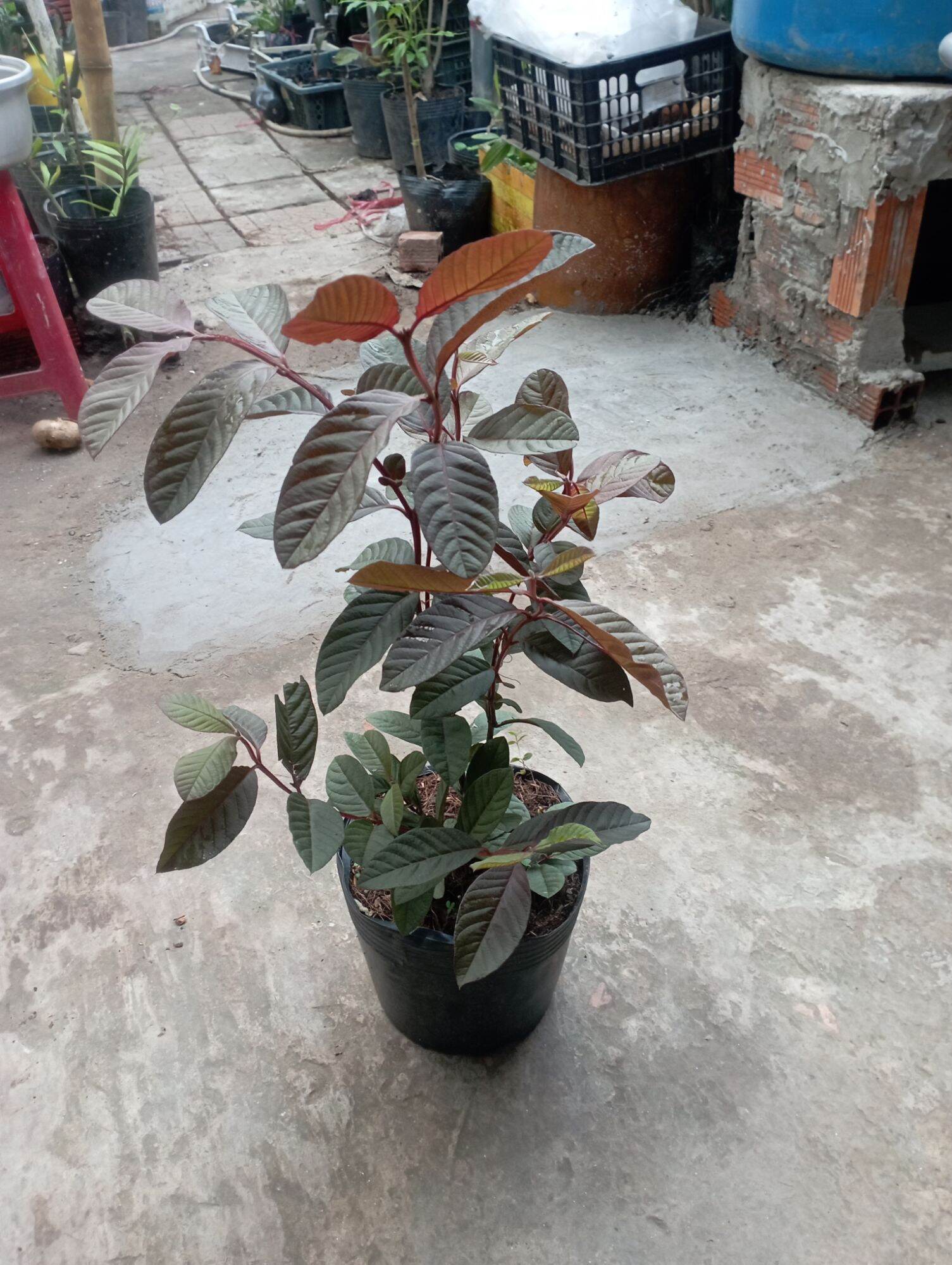 cây ổi tím Malaysia