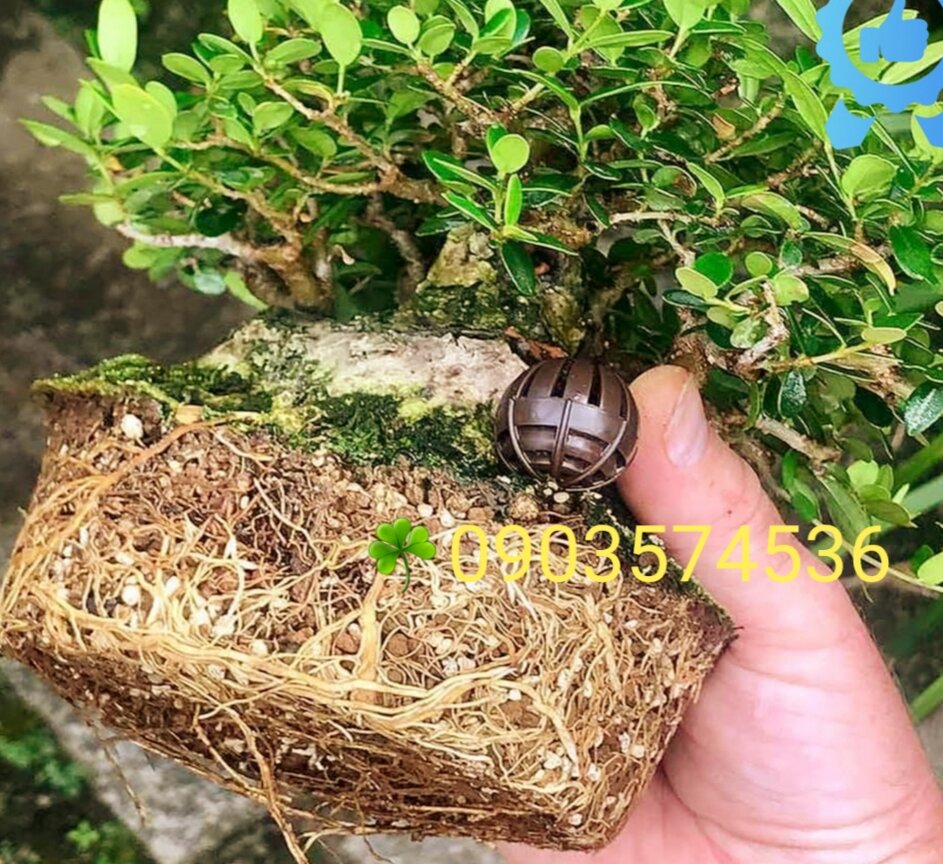 Đất akadama, đất Nhật, đất trồng cây bonsai, đất trồng cây kiểng