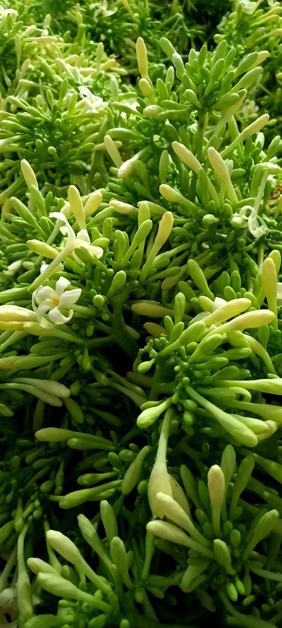 100gr hoa đu đủ đực phơi khô