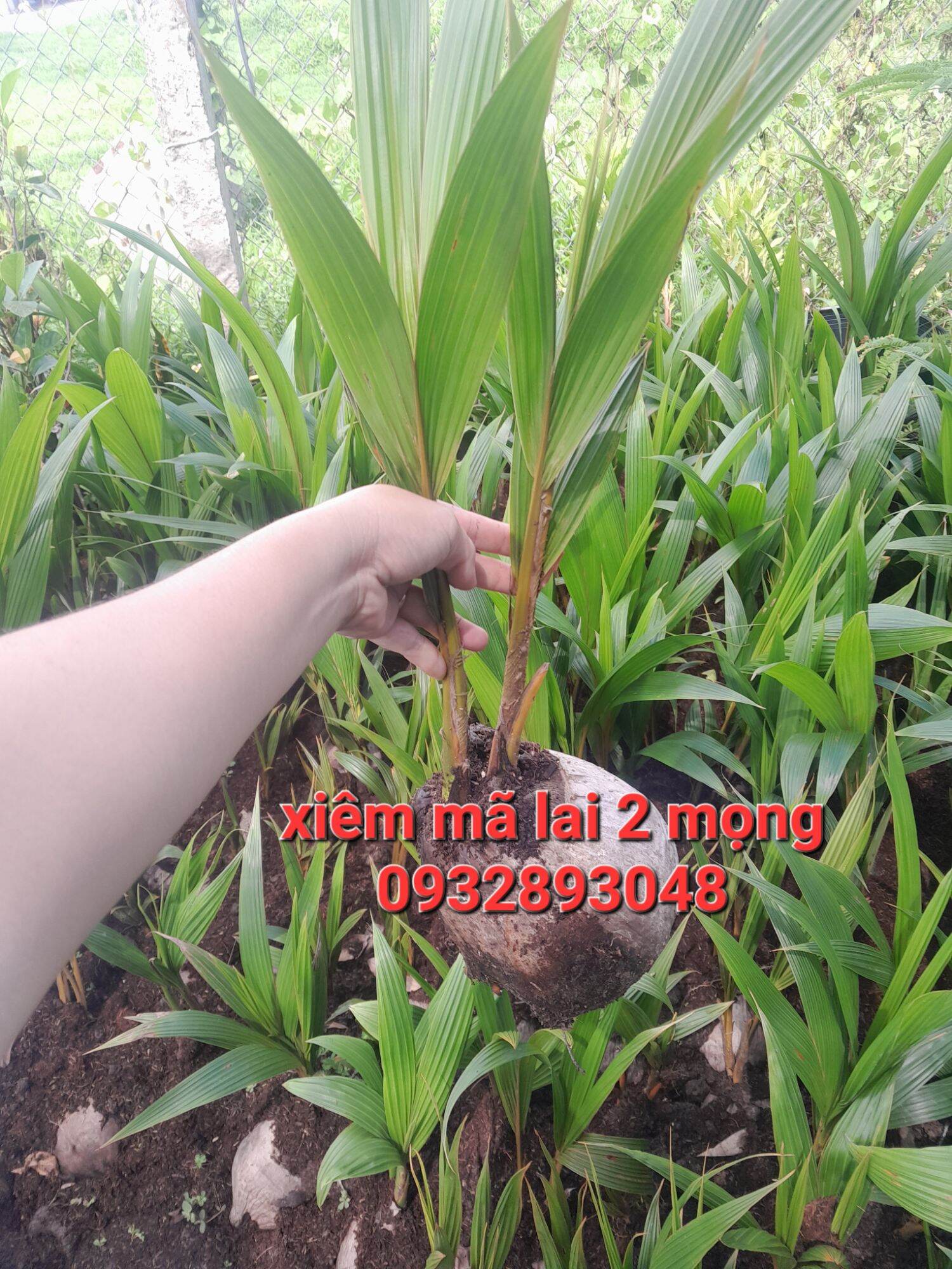 CÂY GIỐNG DỪA MALAI 2 NGỌN,DỪA CÓ 2 THÂN TRONG 1 TRÁI,TRỒNG RA TRÁI NHƯ DỪA 1 NGỌN