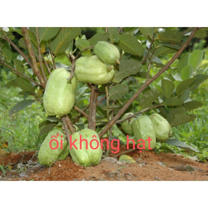 ổi lê, ổi nữ Hoàng, ổi không hạt