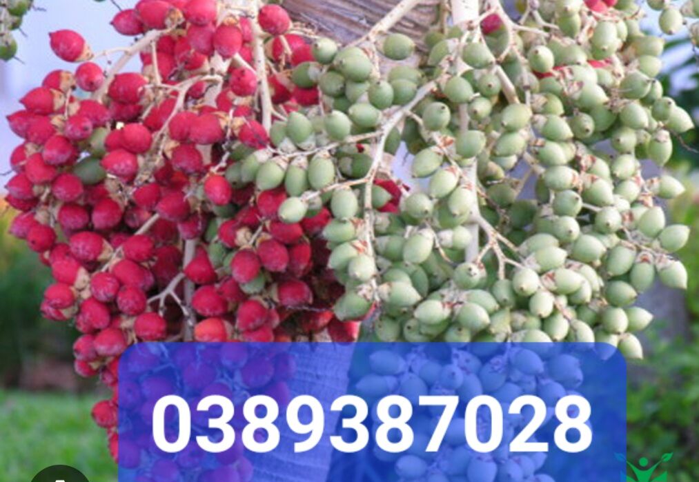 Trái cau cảnh tươi,1kg