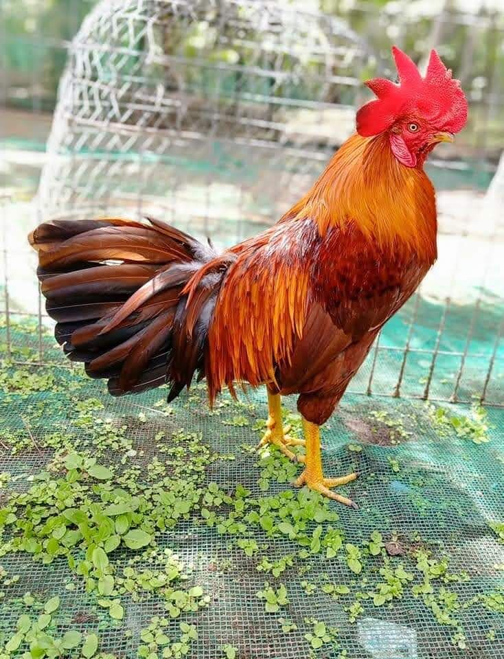 10 trứng gà nòi siu mỹ việt . ấp nở gà con giống.tặng 2 trứng