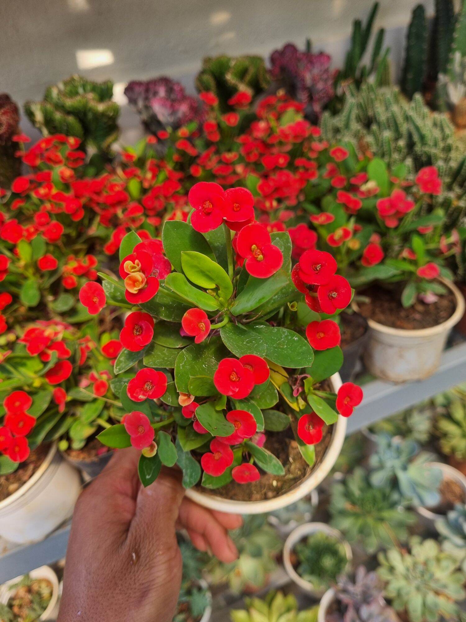 Xương rồng Pachypodium lamerei - xương rồng bát tiên