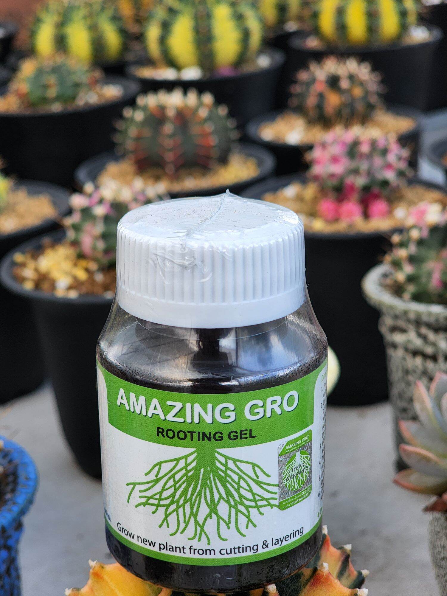 Amazing gro kích rễ thái