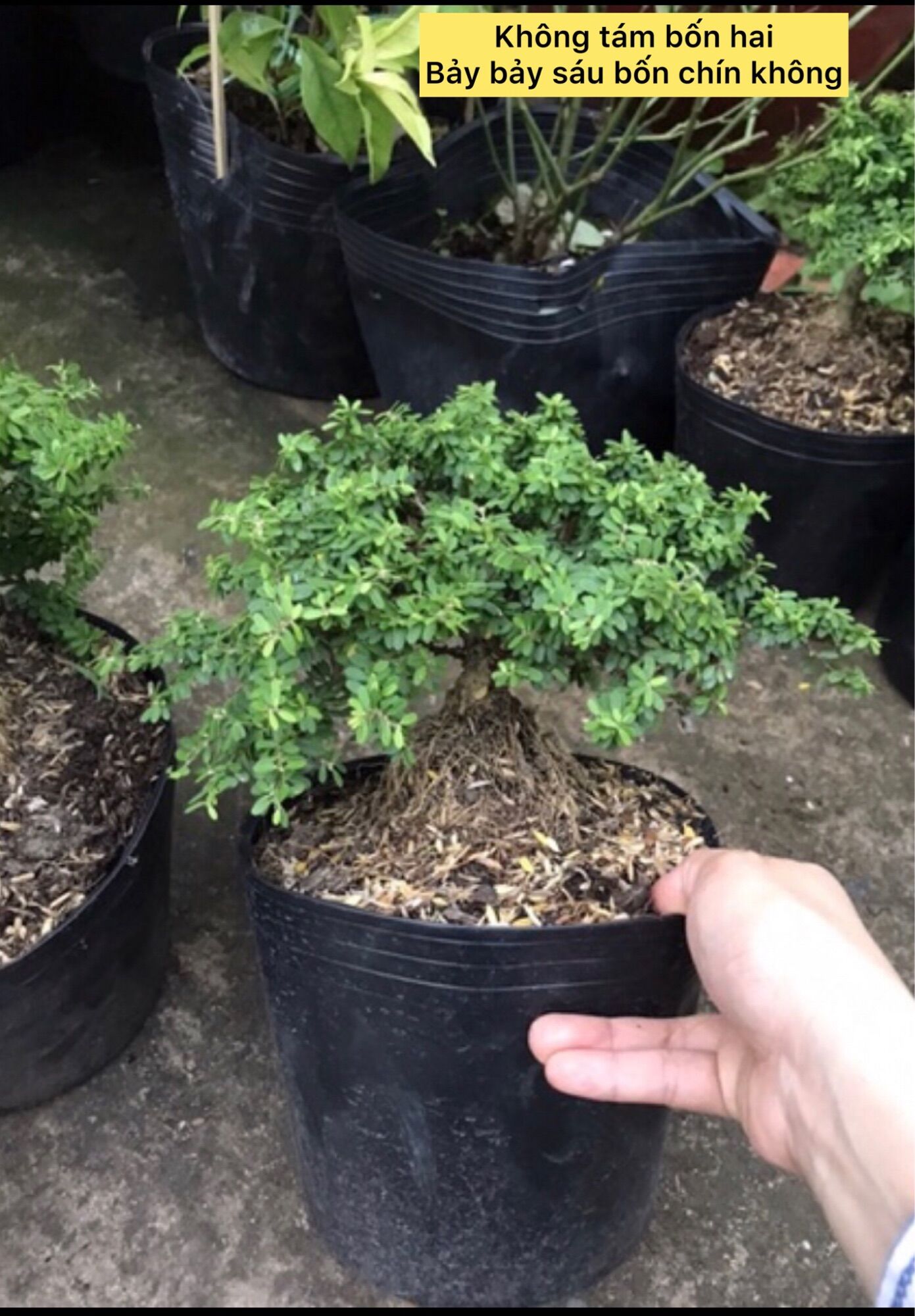 cây linh sam hạt gạo tân phú bonsai mini
