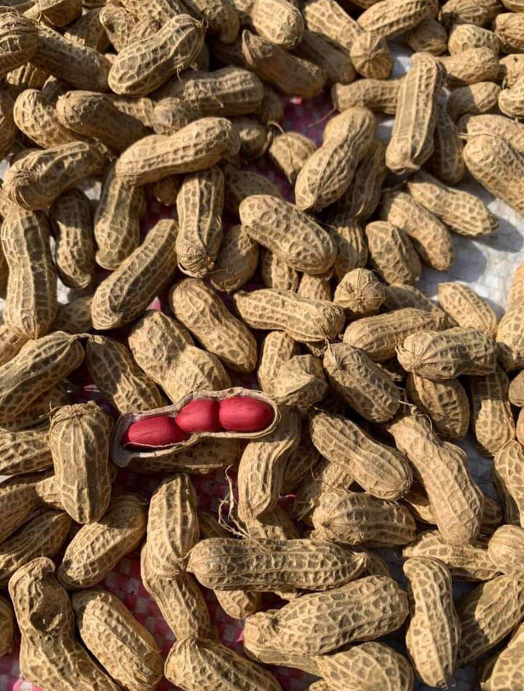 Lạc Đỏ Nguyên Vỏ 1KG