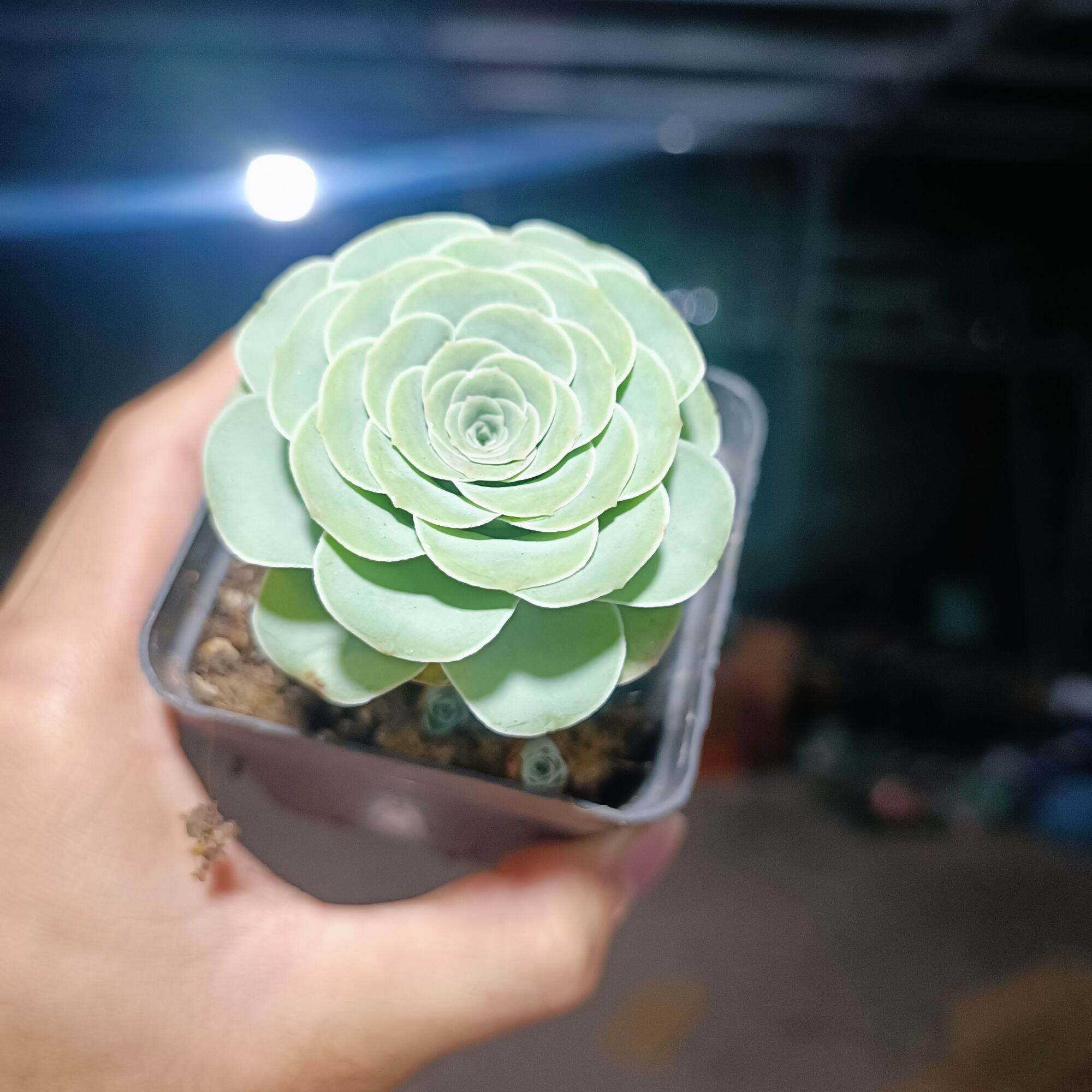 Sale + Sen Đá  Hoa Hồng Xanh