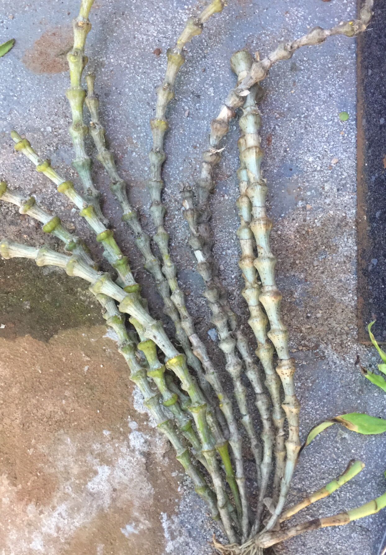 hoa lan trúc phật bà khóm to dài 40cm