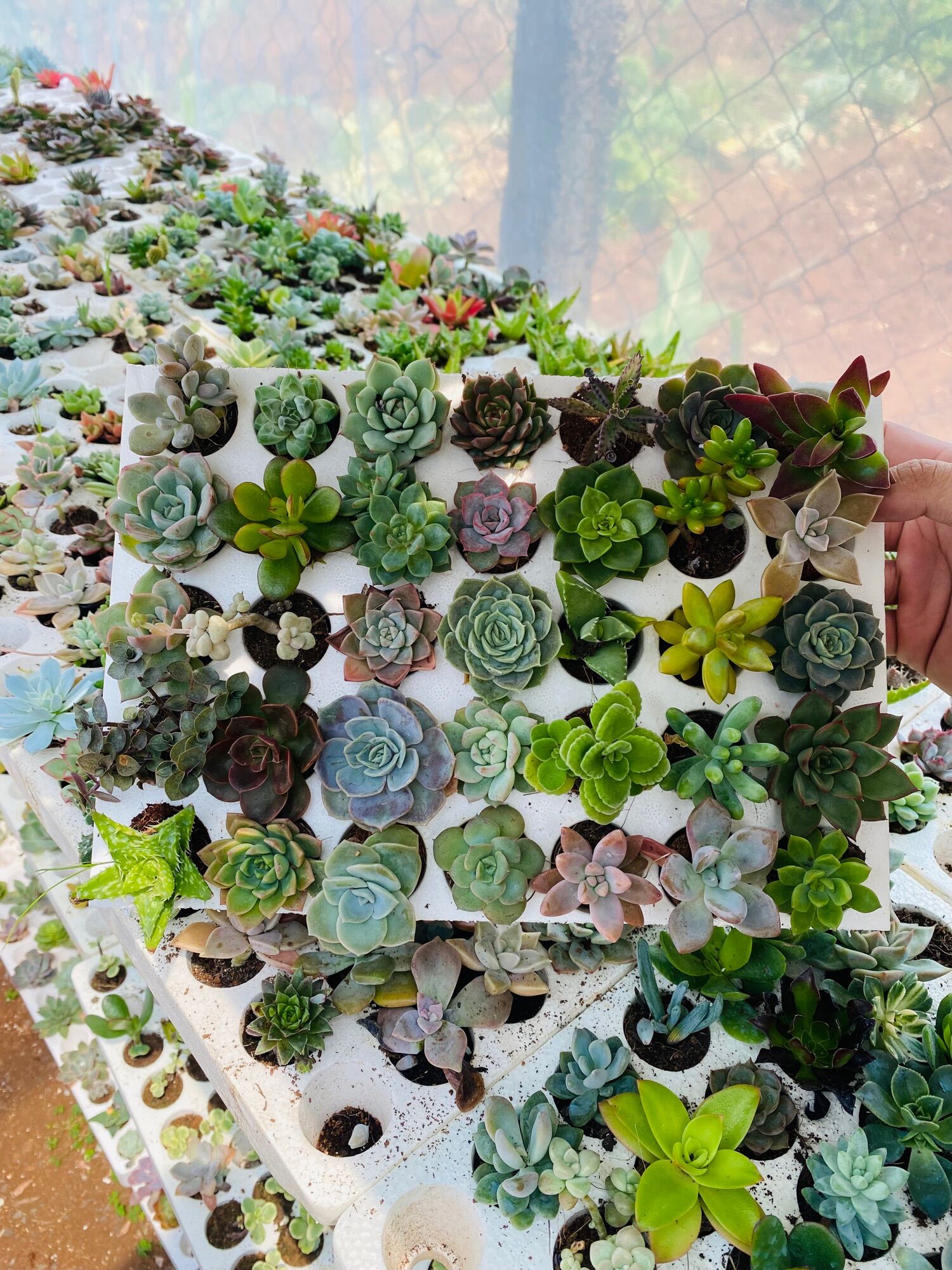Sen đá mini ( sen vỉ ) size 3-5Cm 😍 FARM HẠT GIỐNG TRỜI BAN