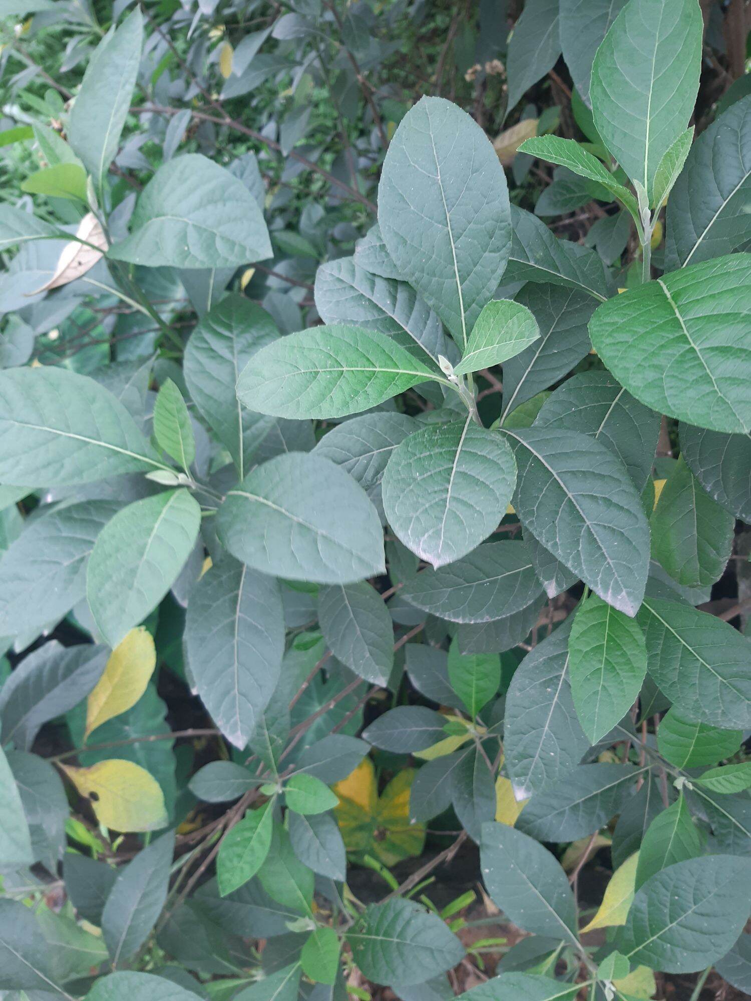 1kg lá mật gấu tươi(lá đắng)chữa b ệnh