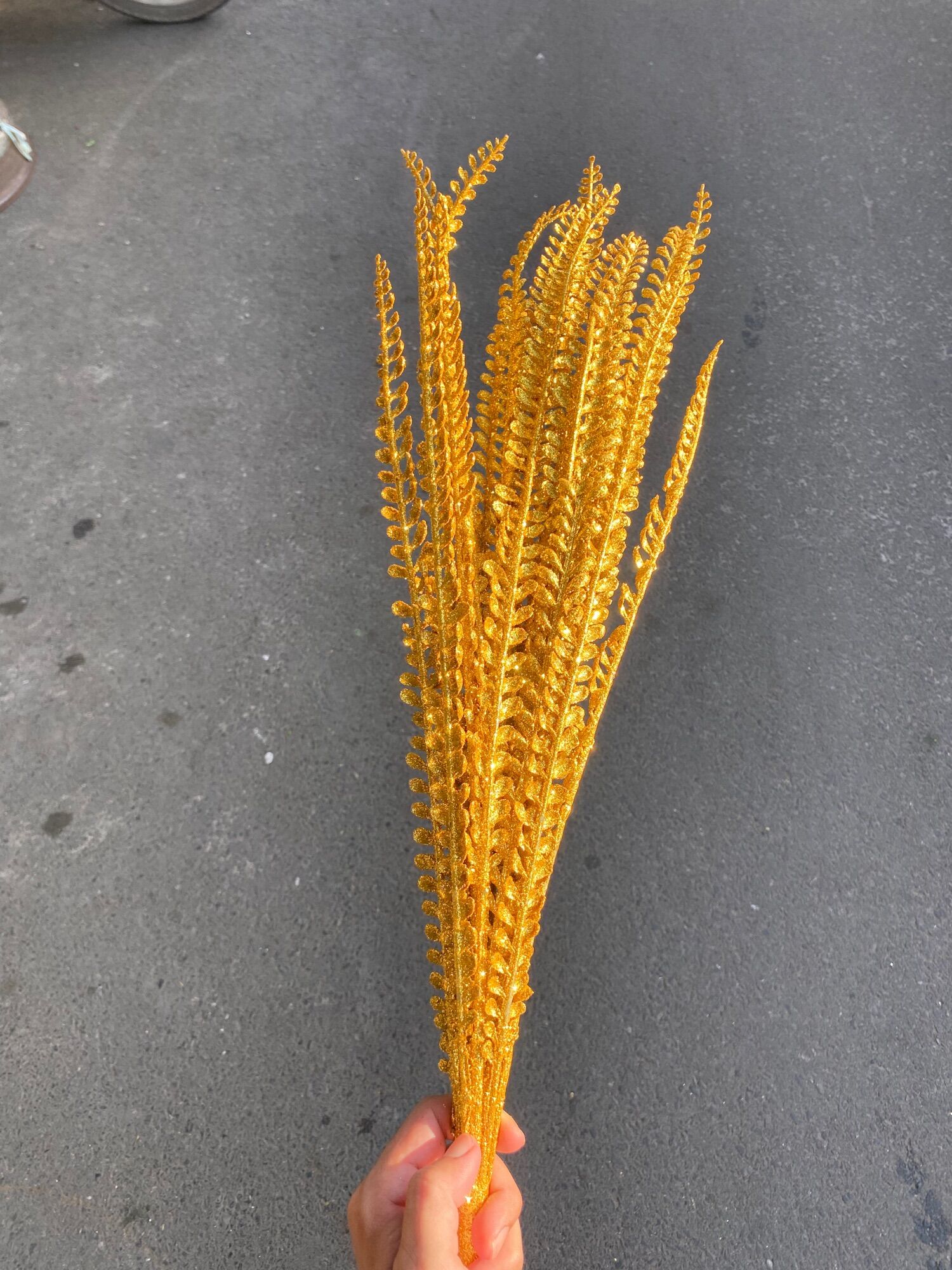 Cây vạn tuế