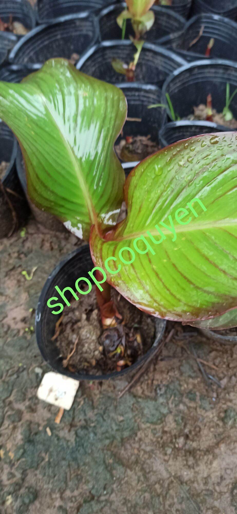 Cây giống cây củ chuối dong riềng đỏ