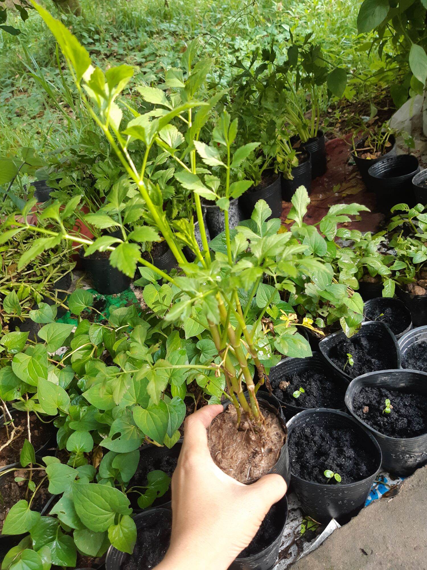Cây rau cần nước ( ảnh thật tại vườn)