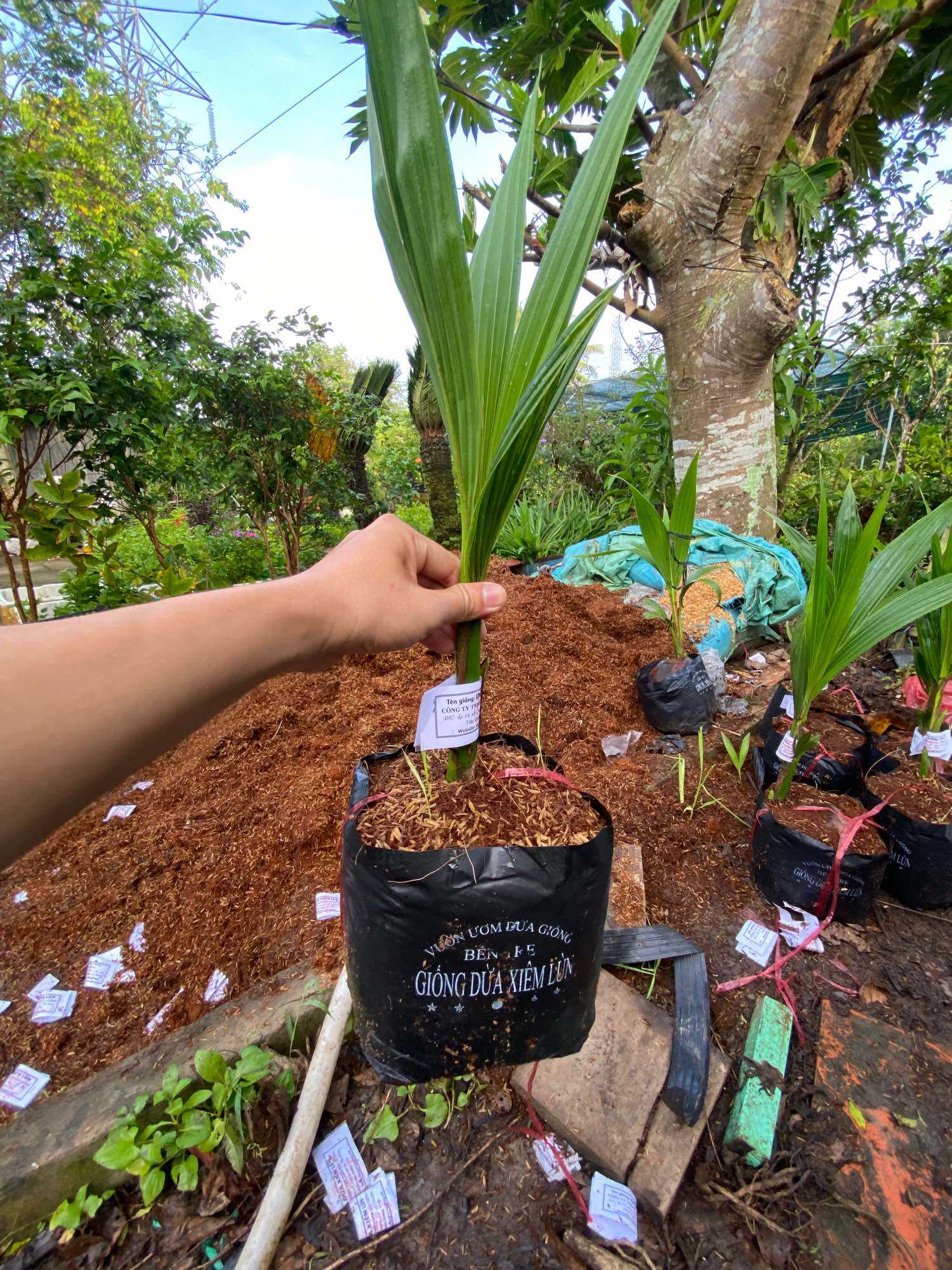 Cây Dừa Xiêm Lùn ( cây giống )