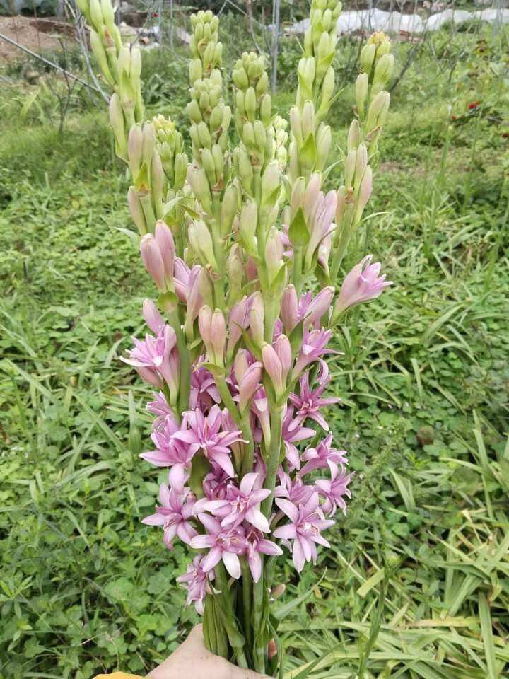 Củ huệ hương tím kép