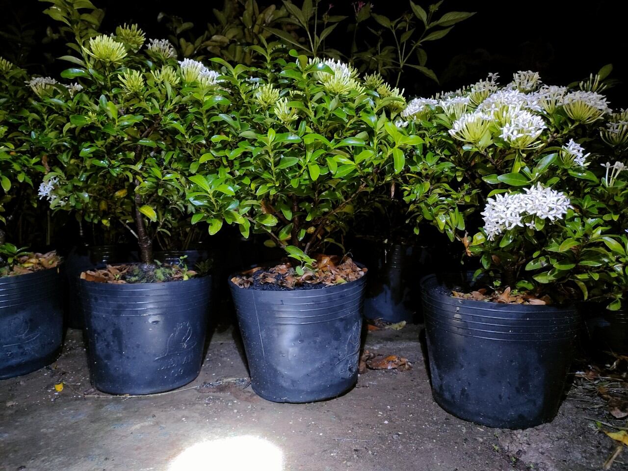 Cây trang thái hoa trắng ( mẫu đơn trắng )