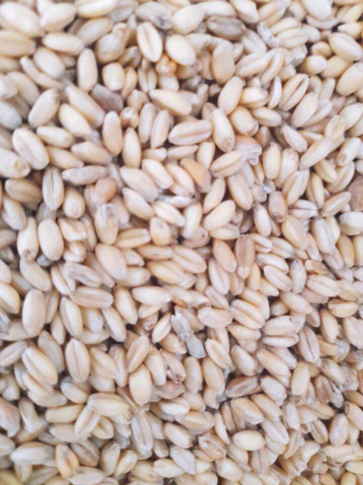 Lúa mì 1kg