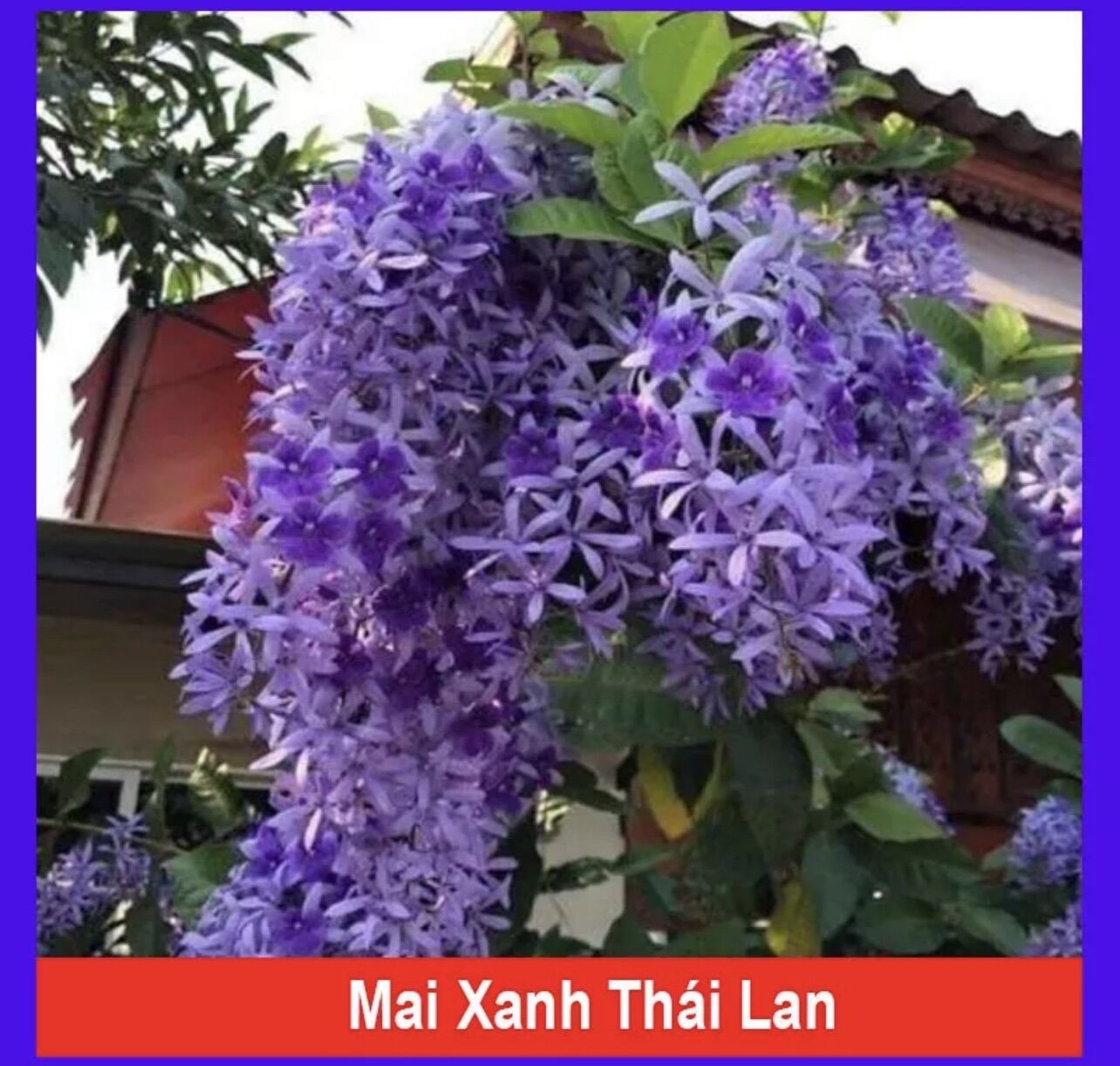 Cây giống hoa mai xanh thái