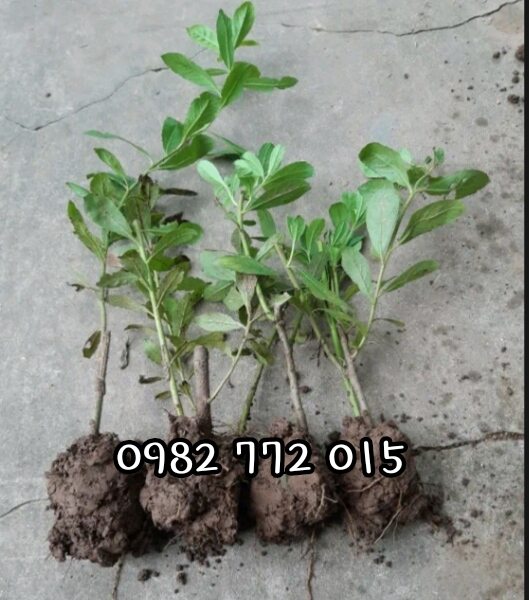 Combo 5 cây cúc tần,từ bi nhiều công dụng.