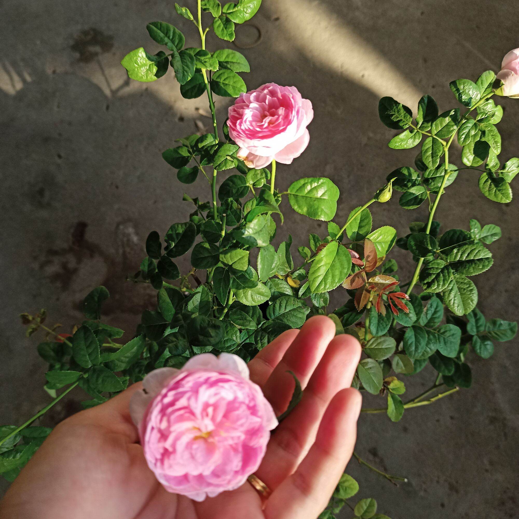 hoa hồng mon coeur cây cao từ 50cm