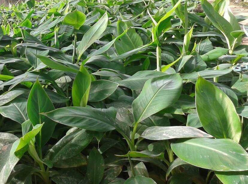 Cây giống chuối hột cấy mô (siêu sớm)