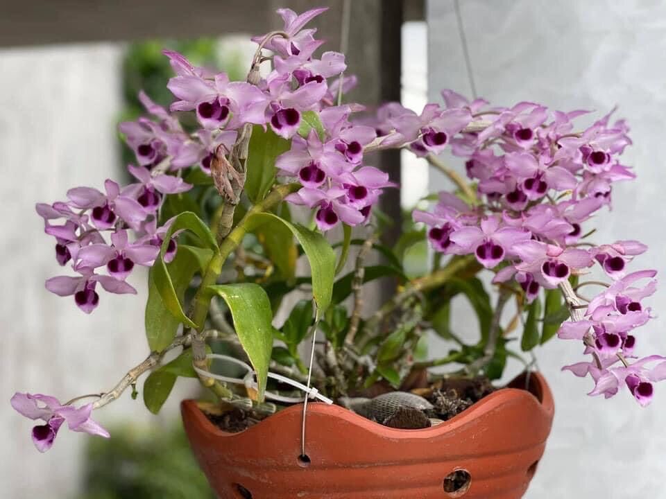 Hoa lan tuyết Hồng giả hạc