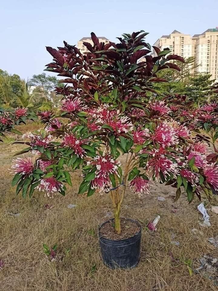 Cây giống hoa thiên phúc(1 bầu cây)