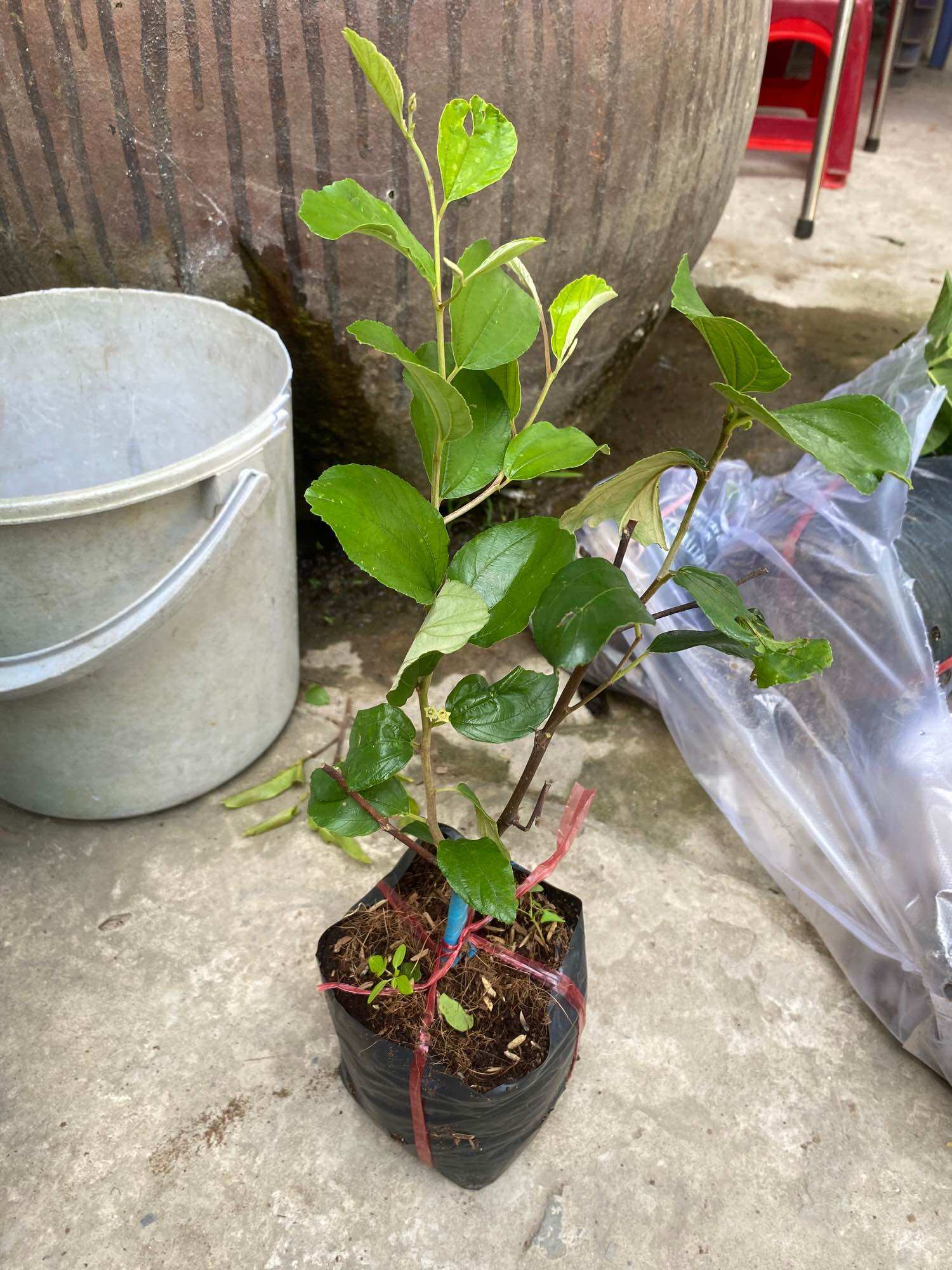 Cây Giống Táo Thái chậu lớn cây cao 40cm