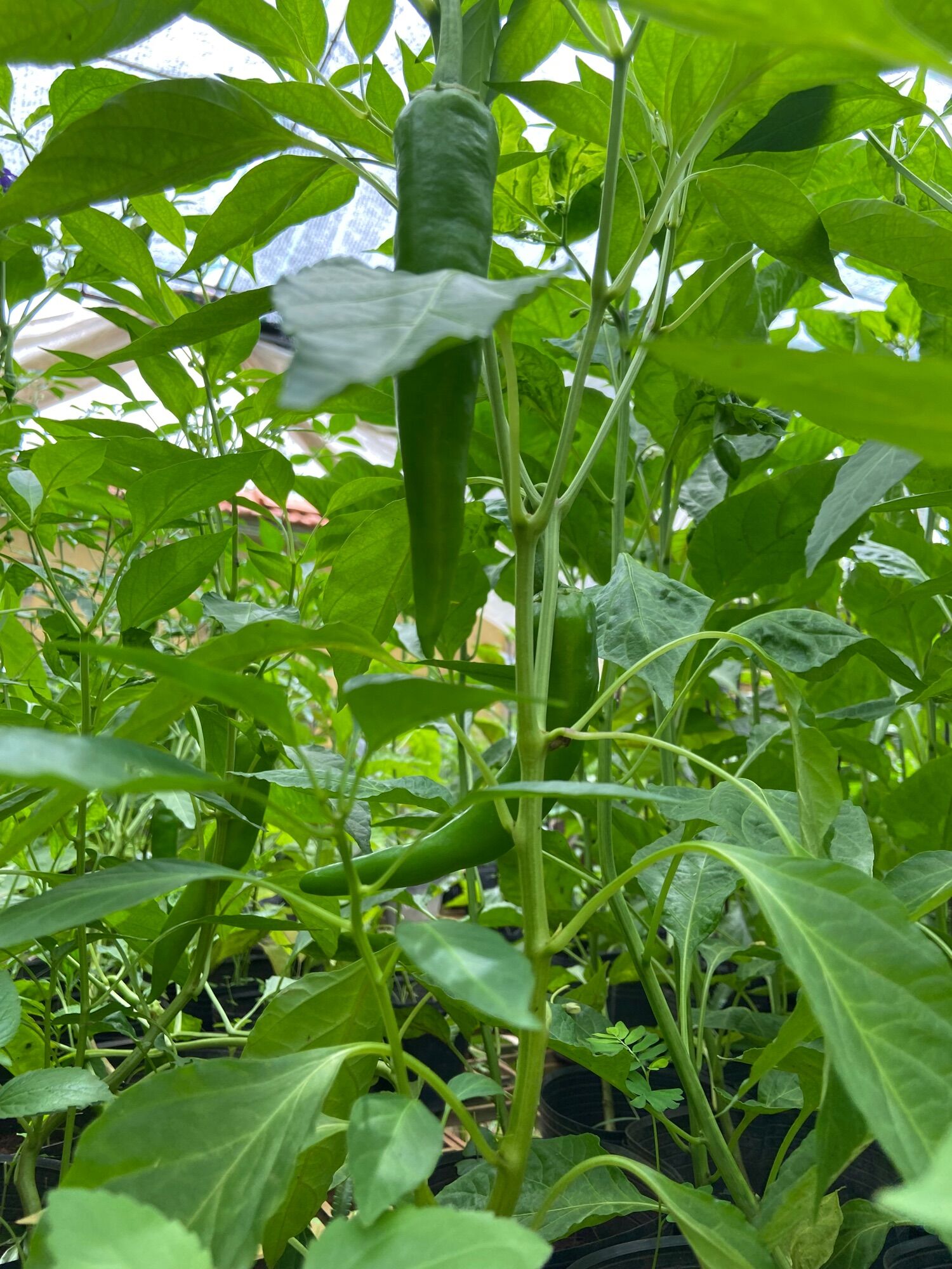 Cây ớt scotch bonnet foodarama yellow