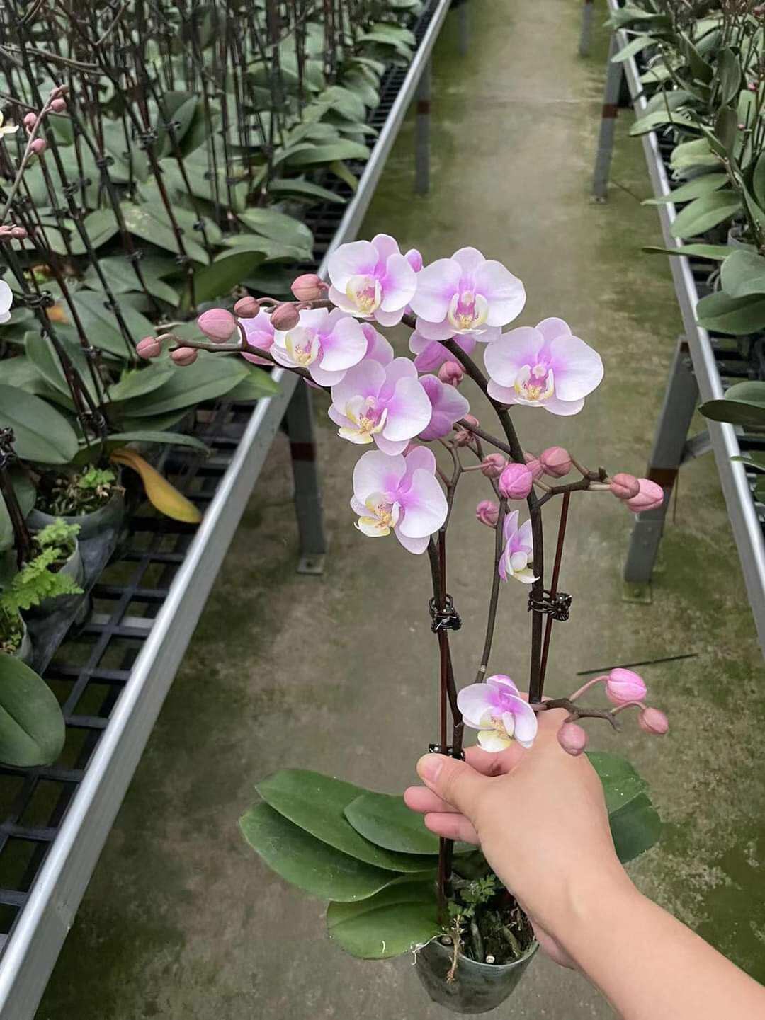 Combo 2 Cây LAN HỒ ĐIỆP đang 2 Ngồng