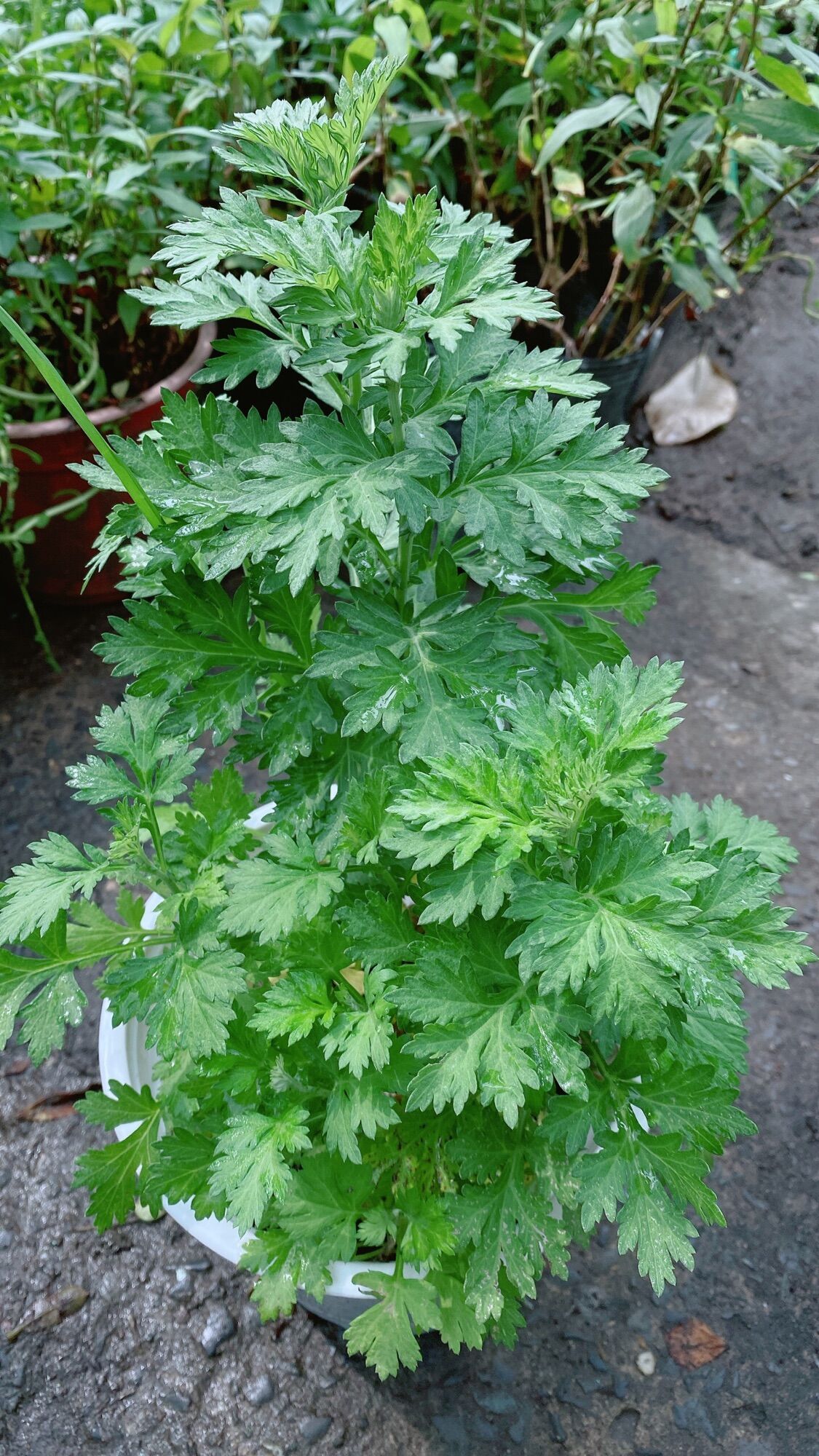 Cây Ngải Cứu