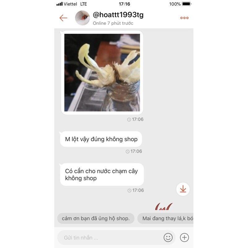Củ hoa thủy tiên nước