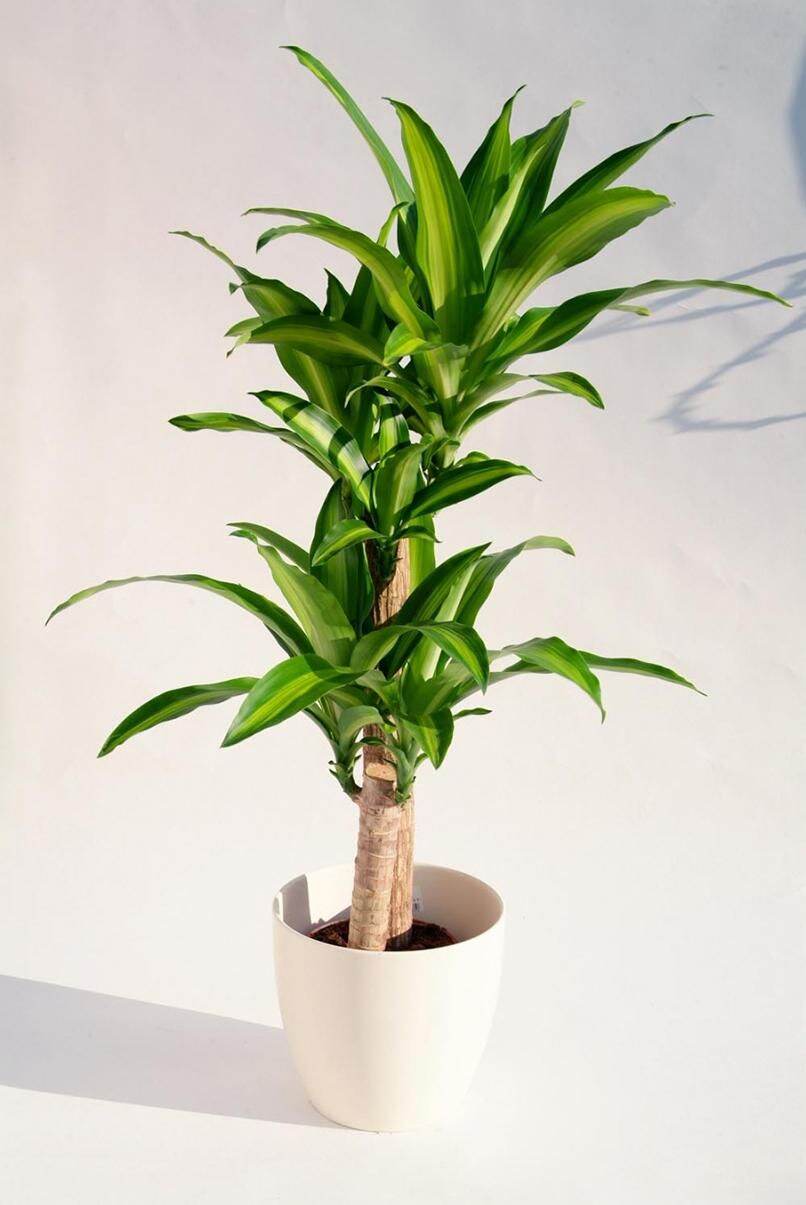 Khúc giống cây thiết mộc lan sọc vàng loại size đại