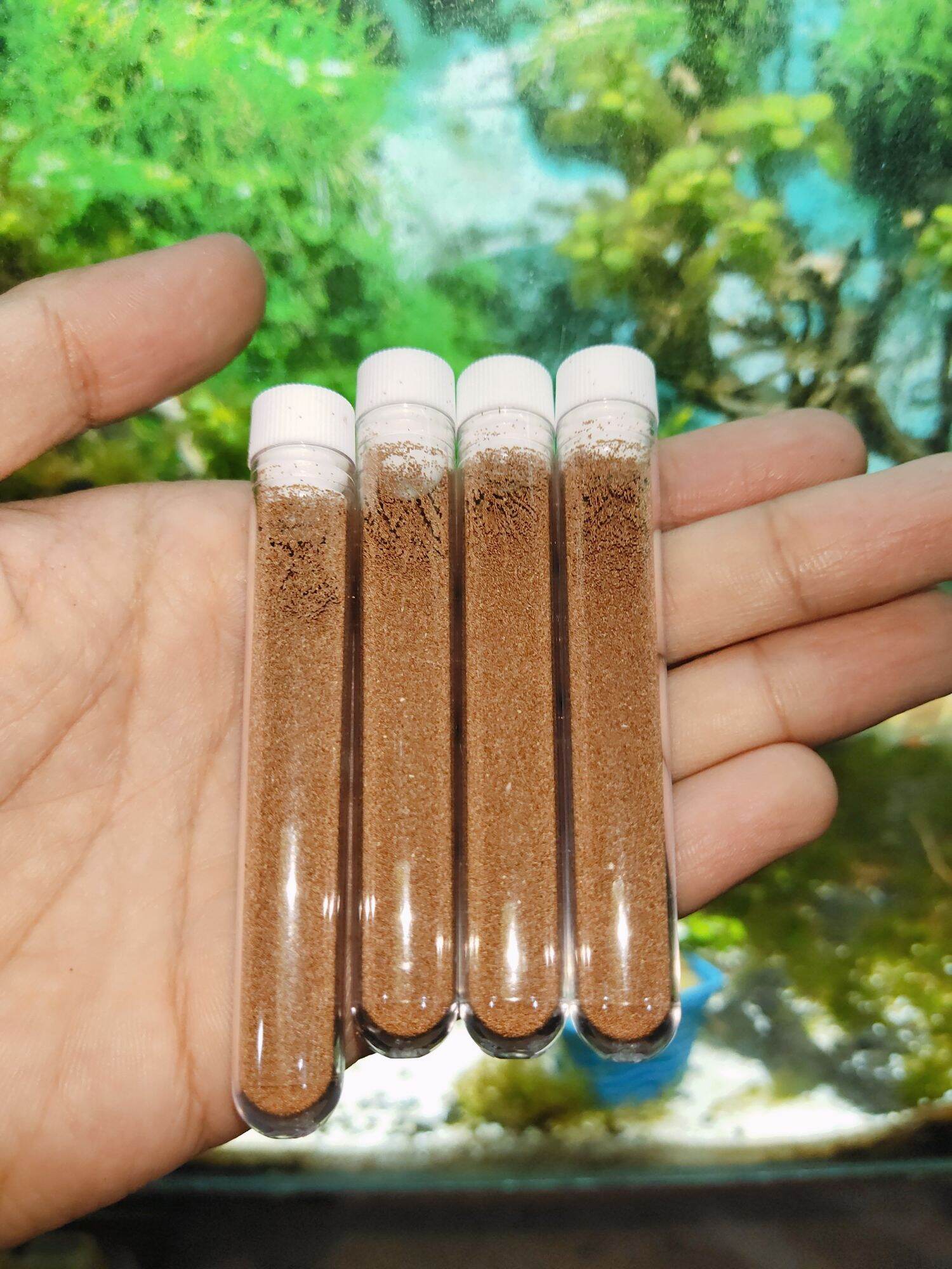 Trứng Artemia Vĩnh Châu