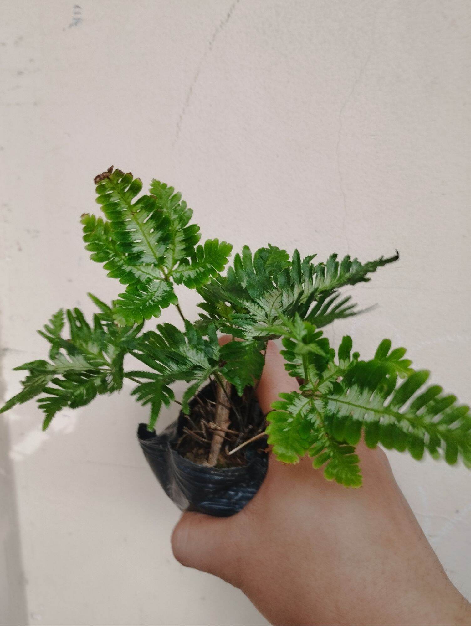 Dương sỉ cẩm thạch mini ( có sỉ )