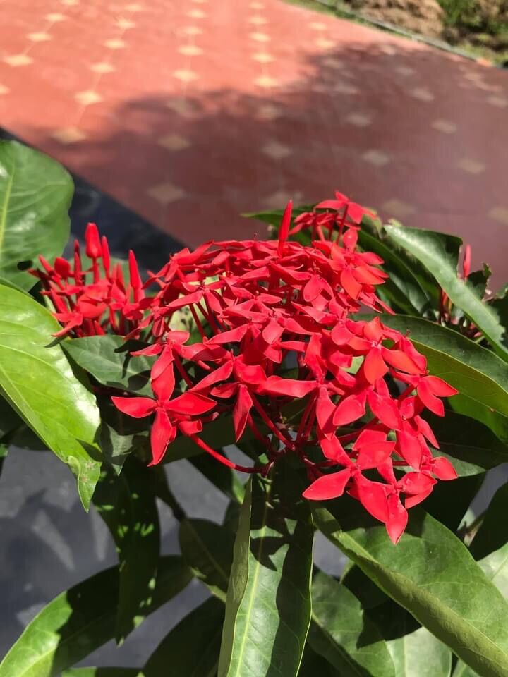 (1 chậu) cây bông trang mỹ đỏ nhung (hoa mẫu đơn)