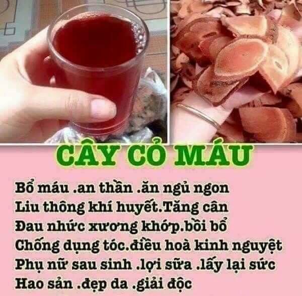 Cỏ máu tăng cân