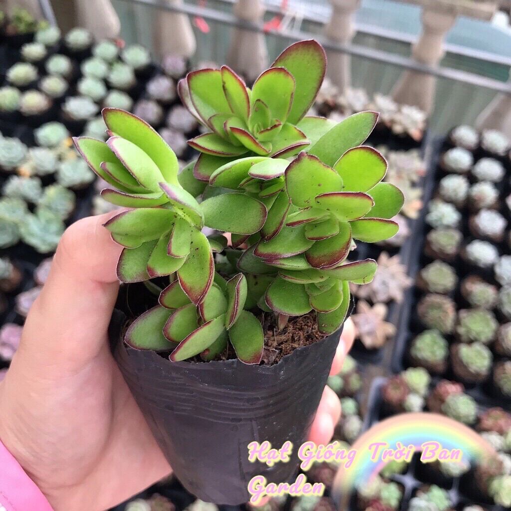 Sen đá bướm xanh - size 5-9cm hư 1 đổi 1