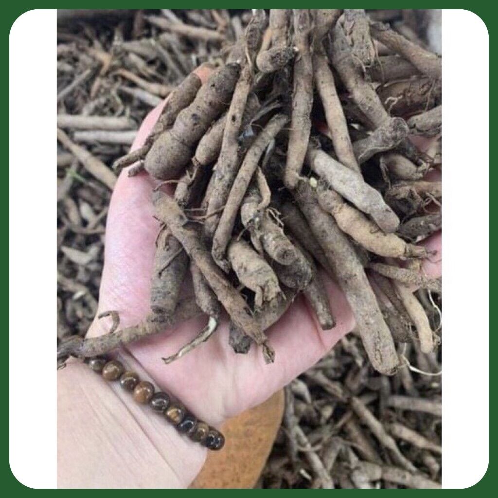 Sâm cau đen ( tiên mao ) loại 1 bổ can thận, mạnh gân cốt
