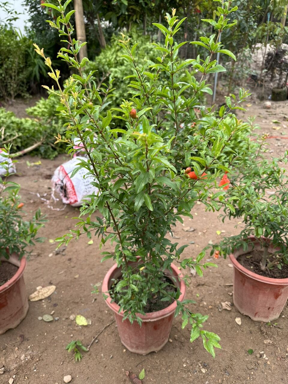 cây lựu đỏ ấn độ đang hoa