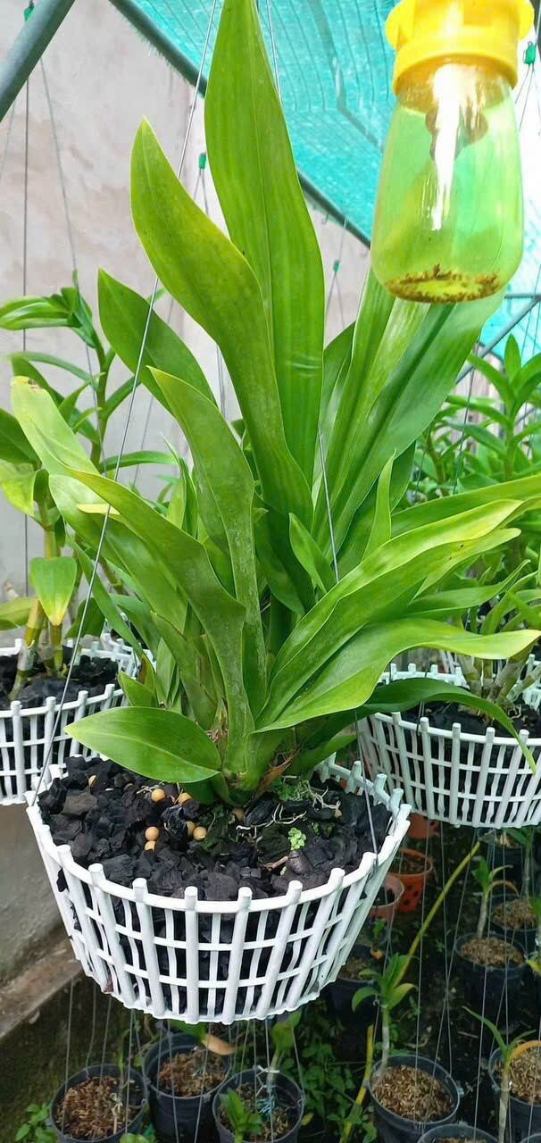 Than củi trồng lan đã qua xử lí 5kg đủ size