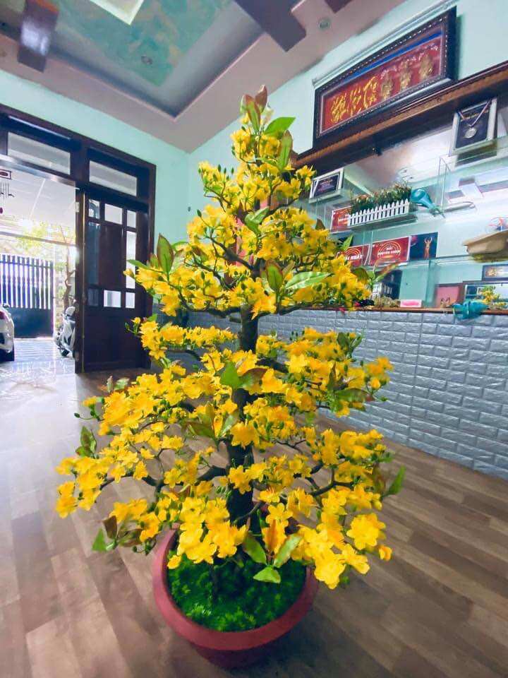 Cây Hoa Mai Bonsai Cao 1m65- Bao Gồm Chậu Và Tặng Kèm 10 Câu Đối Đỏ Treo Cây