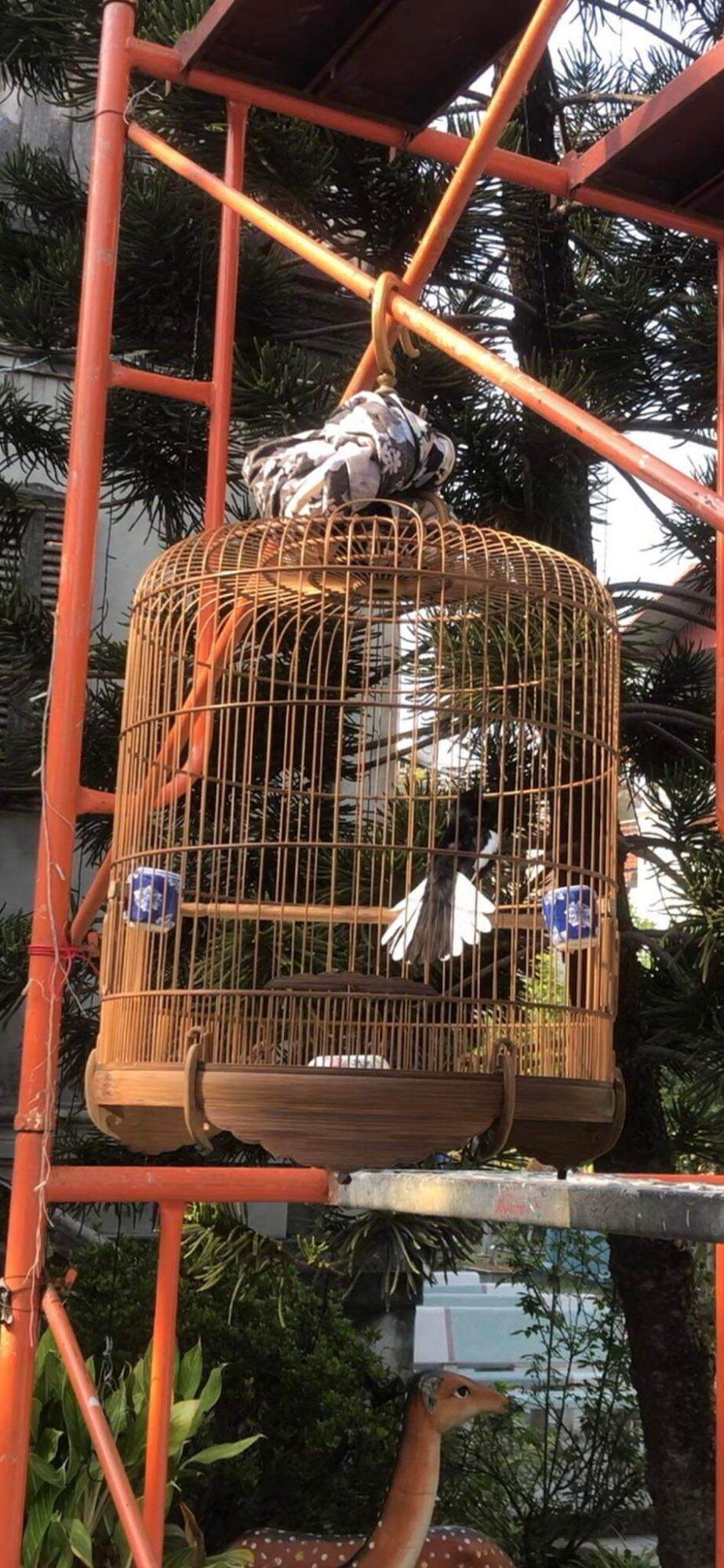< Cám Mộc> Cám Chích Choè Mộc Hoàng Đại Ca