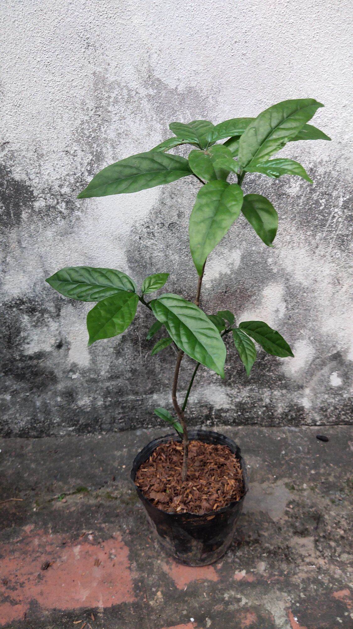 Cây hoa Dạ ngọc minh châu