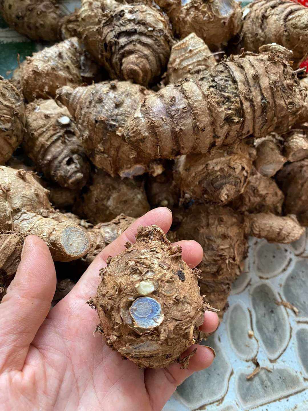 1kg nghệ đen tươi loại già hơn 4 năm