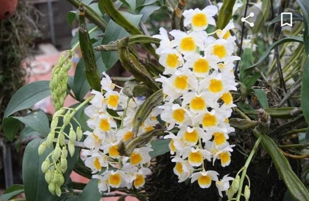 Hoa Lan kiều vuông vv