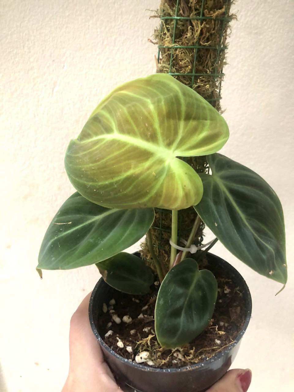 Cây lá kiểng Philodendron El Choco Red