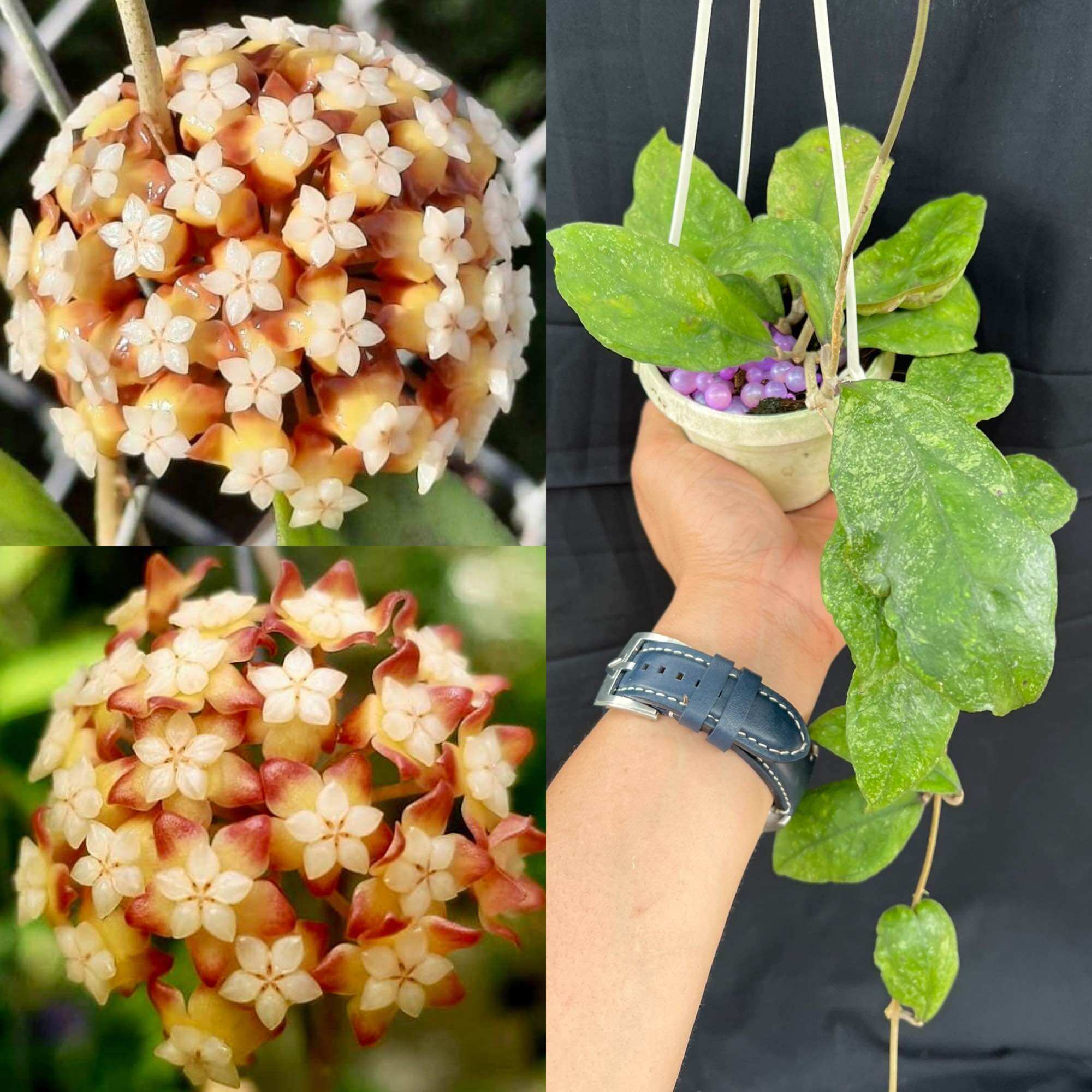 Hoa Cẩm cù hoya chicken farm thân leo, thơm, lá đẹp, phát triển nhanh
